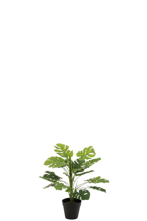 Philodendron in pot groen