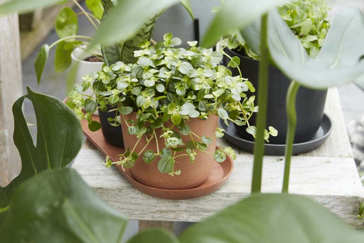 Pot de fleurs Point-Virgule D8 cm H7 terracotta
