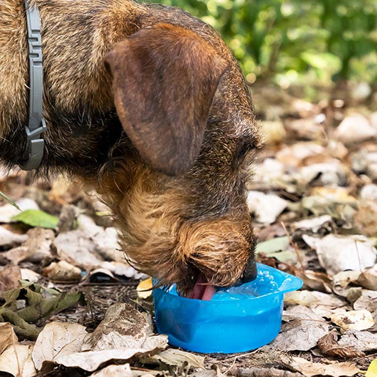 Bouteille avec distributeur d'eau et d'aliments pour animaux 2 en 1